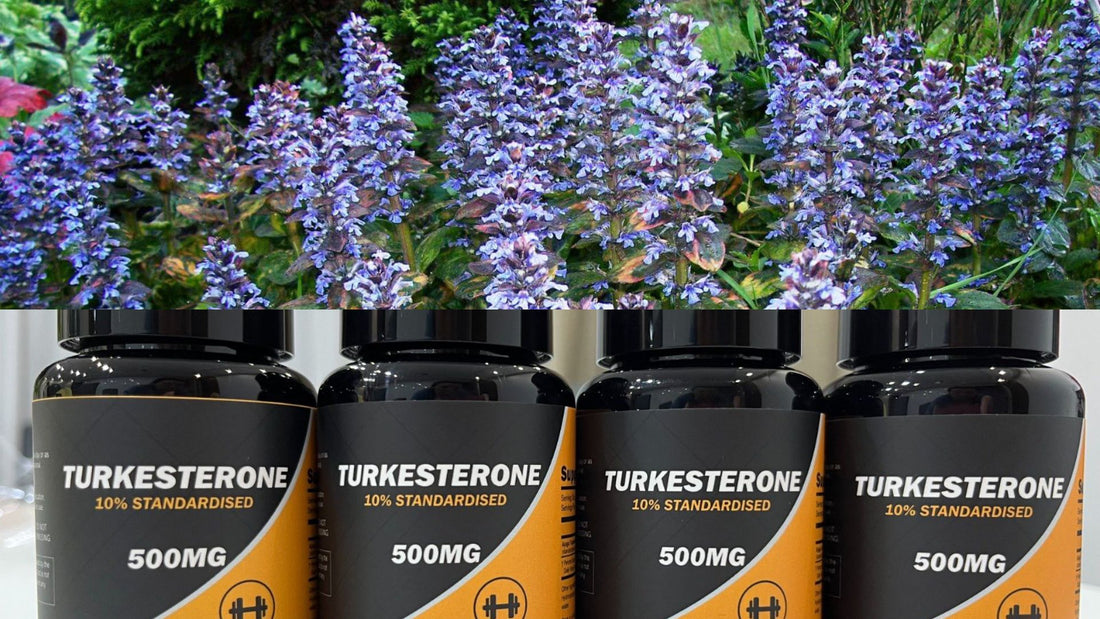 Turkesterone VS Ajuga Turkestanica: Why Ajuga Turk Is Just Better